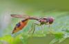 350678 – Photo : Oryctes – France (59)